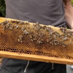 Es summt und brummt 10.000 Bienen ziehen bei Laudert ein