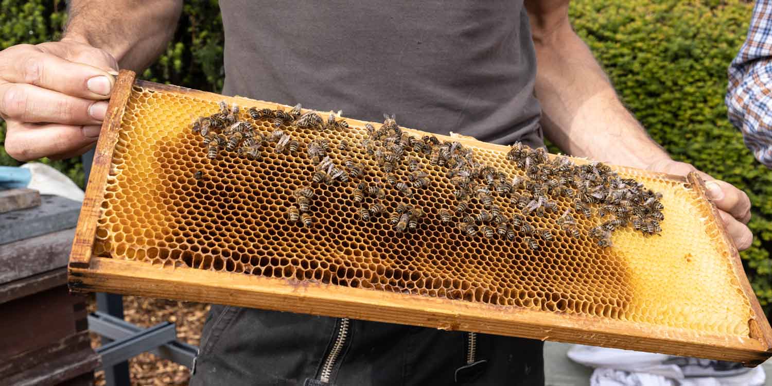 Es summt und brummt 10.000 Bienen ziehen bei Laudert ein
